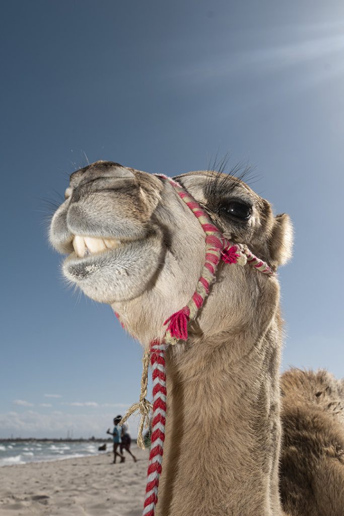 Camel