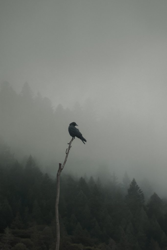 Photographie de la série Foggy mountain. sapin et montagne dans le brouillard avec un oiseau sur une branche