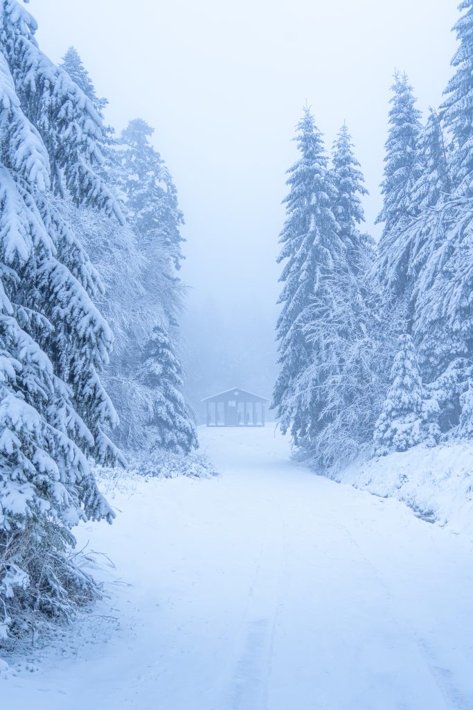 Photographie de la série Foggy mountain. station de ski de la bresse dans les Vosges. Projet photographique d'artiste auteur. sapin dans la neige