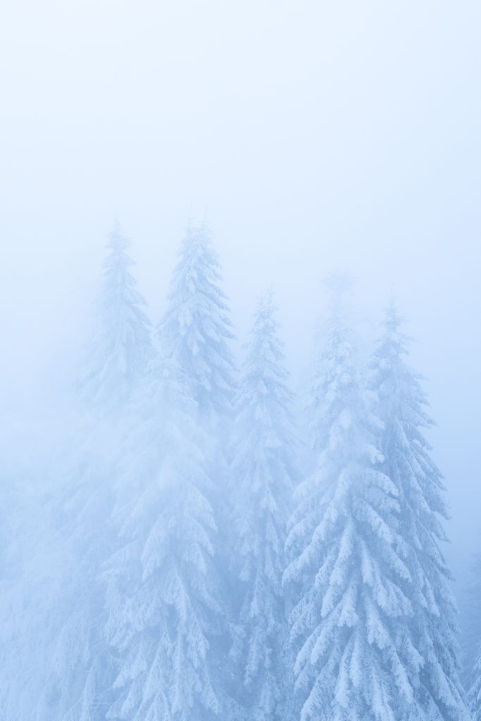 Photographie de la série Foggy mountain. station de ski de la bresse dans les Vosges. Projet photographique d'artiste auteur. sapin dans la neige