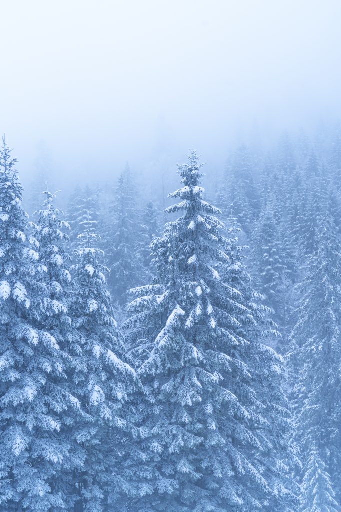 Photographie de la série Foggy mountain. station de ski de la bresse dans les Vosges. Projet photographique d'artiste auteur. sapin dans la neige