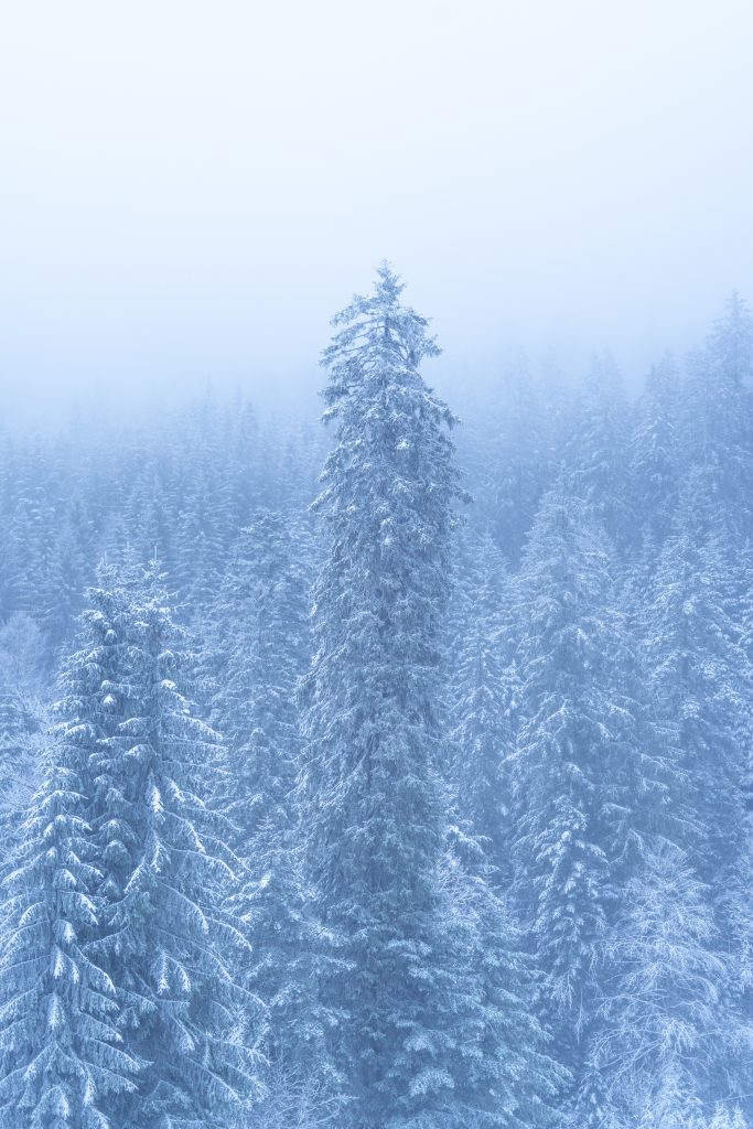 Photographie de la série Foggy mountain. station de ski de la bresse dans les Vosges. Projet photographique d'artiste auteur. sapin dans la neige